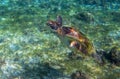 Sea turtle in seaweed of tropical lagoon. Green turtle swim underwater photo. Wild marine animal in natural environment Royalty Free Stock Photo