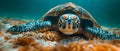 Sea Turtle Serenity: The Silent Song of Ocean\'s Balance. Concept Nature Photography, Marine Life,