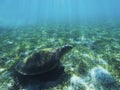 Sea turtle in shadow of sunlight. Tropical seashore underwater photo. Marine tortoise undersea. Royalty Free Stock Photo