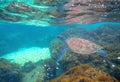 Sea turtle in shallow sea. Exotic marine turtle underwater photo. Oceanic animal in wild nature Royalty Free Stock Photo