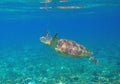 Sea turtle in shallow sea water. Aquatic animal underwater photo. Tropical island snorkeling and diving banner template Royalty Free Stock Photo