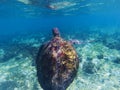 Sea turtle in shallow seawater. Seaworld underwater photo. Green turtle undersea Royalty Free Stock Photo