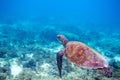 Sea turtle in shallow sea water. Green sea turtle closeup. Wildlife of tropical coral reef. Royalty Free Stock Photo