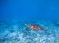 Sea turtle in shallow water. Oceanic turtle. Tropical sea nature of exotic island Royalty Free Stock Photo