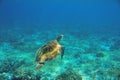 Sea turtle in shallow water underwater photo. Marine green sea turtle. Wildlife of tropical coral reef. Royalty Free Stock Photo