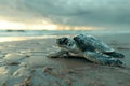 Sea Turtle on Shore at Golden Sunset. Generative AI