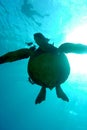 Sea turtle silhouetter from below