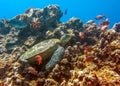 Sea Turtle Sits on Reef with Red Fish Royalty Free Stock Photo