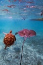 Sea turtle and stingray friendship