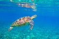 Sea turtle in sunlight. Tropical lagoon Green turtle underwater photo. Wild marine animal in natural environment Royalty Free Stock Photo
