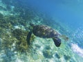 Sea turtle in sunshine. Coral reef animal underwater photo. Marine tortoise undersea Royalty Free Stock Photo