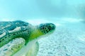 Sea Turtle Superfamily Royalty Free Stock Photo