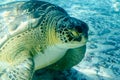 Sea Turtle Superfamily Royalty Free Stock Photo