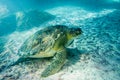 Sea Turtle Superfamily Royalty Free Stock Photo
