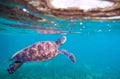 Sea turtle by sea surface. Green sea turtle closeup. Wildlife of tropical coral reef. Royalty Free Stock Photo