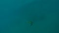 Sea turtle on surface immersed