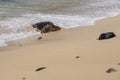 Sea Turtle Surfing onto the Beach