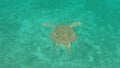 Sea turtle surprise