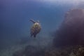 Sea turtle swim lonely underwater with yellow fish and coral landscape with reef and blue water background