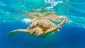 Sea turtle swim in Red sea