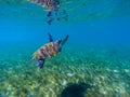 Sea turtle swim in water of tropical lagoon. Green turtle underwater photo. Wild marine animal in natural environment Royalty Free Stock Photo