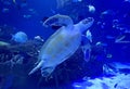 Sea turtle swiming in Aquarium Royalty Free Stock Photo