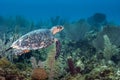 Sea Turtle swimming in a beautiful and healthy coral reef Royalty Free Stock Photo