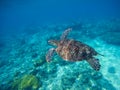 Sea turtle swimming in blue lagoon. Green turtle in sea water. Royalty Free Stock Photo