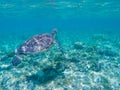 Sea turtle swimming in blue lagoon. Green turtle in sea water. Royalty Free Stock Photo