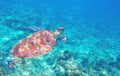 Sea turtle swimming in blue water. Cute sea turtle in blue water of tropical sea. Green turtle underwater photo Royalty Free Stock Photo