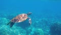 Sea turtle swimming in blue water. Cute sea turtle in blue water of tropical sea. Green turtle underwater photo Royalty Free Stock Photo