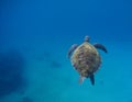 Sea turtle swimming in blue water. Deep blue sea and animal. Royalty Free Stock Photo