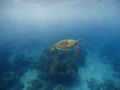 Sea turtle swimming in blue water with sunlight. Deep blue sea and animal. Royalty Free Stock Photo