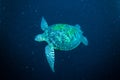 Sea turtle swimming bunaken sulawesi indonesia mydas chelonia underwater Royalty Free Stock Photo