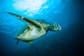 Sea turtle swimming bunaken sulawesi indonesia mydas chelonia underwater Royalty Free Stock Photo