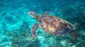 Sea turtle swimming in clear blue water. Green turtle underwater photo. Tropical seashore wildlife. Wild marine tortoise