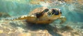 Sea Turtle Swimming in Clear Water Royalty Free Stock Photo