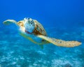 Sea turtle swimming in the crystal clear waters of the open ocean, Aruba Royalty Free Stock Photo