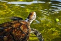 Sea turtle swimming in farm pond