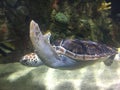 Sea turtle