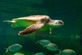 sea turtle swimming in museum aquarium.