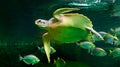 sea turtle swimming in museum aquarium.