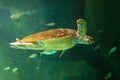 sea turtle swimming in museum aquarium.