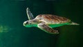 Sea turtle swimming in museum aquarium.