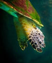 sea turtle swimming in museum aquarium.