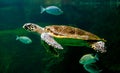 sea turtle swimming in museum aquarium.