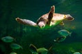 sea turtle swimming in a museum aquarium.