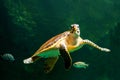 sea turtle swimming in a museum aquarium.