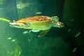 sea turtle swimming in a museum aquarium.