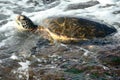 Sea Turtle Swimming In Roiling Surf